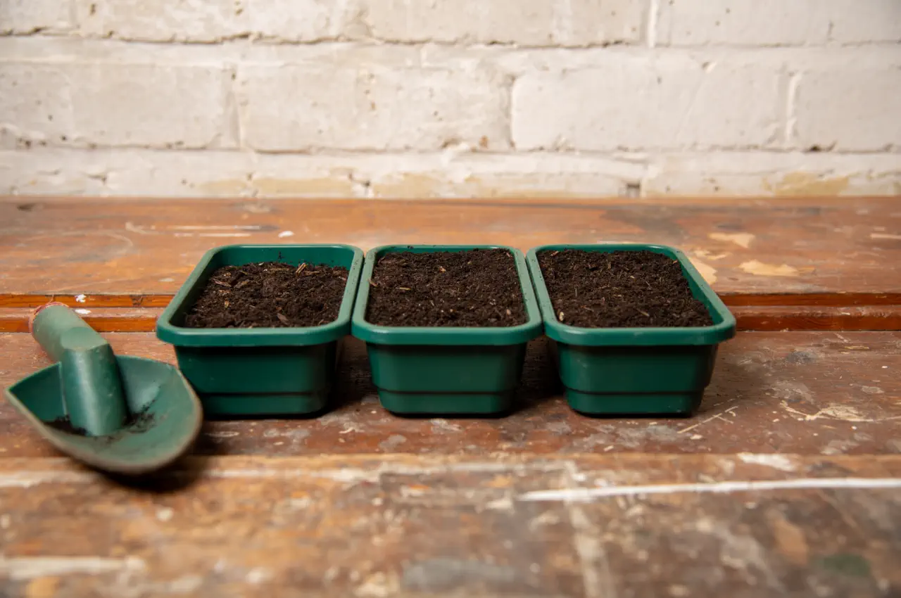 Top Trays for Seeds: Best Options for Successful Germination